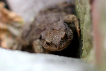 Earthen Toad №36334