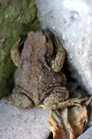 Земляна жаба №36333