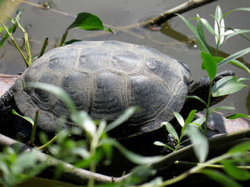 Болотяна черепаха №36169