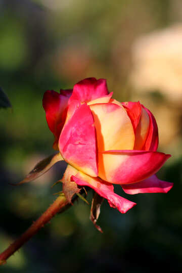Квітка троянди №36949