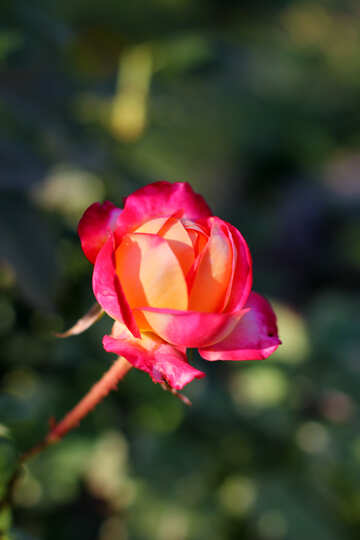 Rose Bud №36953