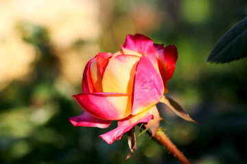 Una rosa en el jardín №36950