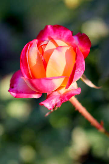 Rosa selvatica №36952