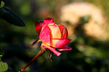 Картинка з трояндою