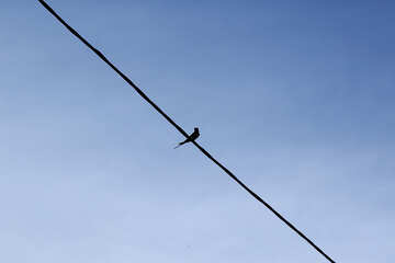 Robin sits on wire №36809