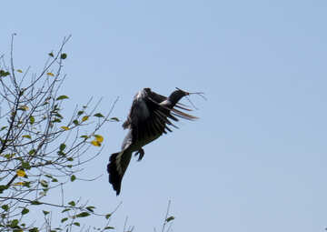 Wood pigeon is branch №36993