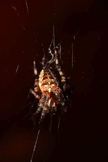 Spider in isolation №36216
