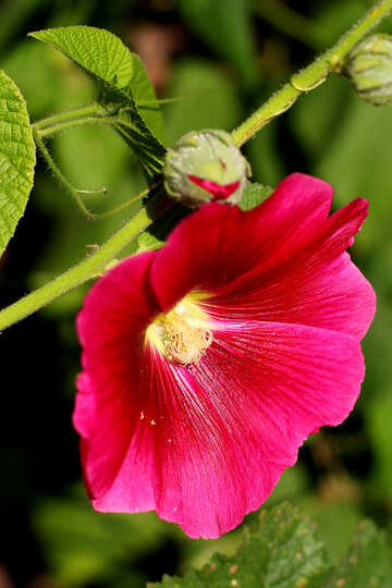 Hermosa flor grande №36932
