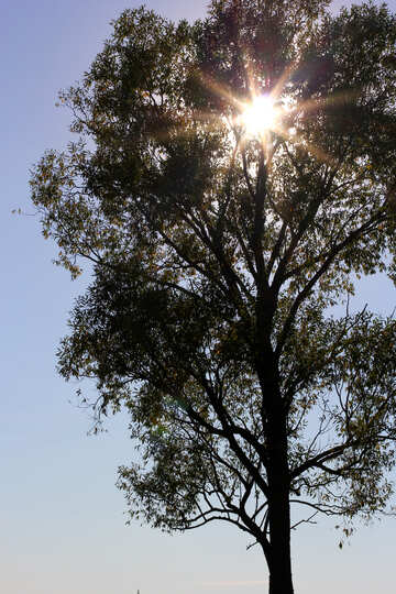 Die Sonne in die Zweige des Baumes №36977