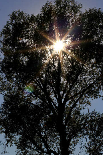 La luce del sole attraverso l`albero №36978