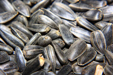 Sunflower seeds №36231