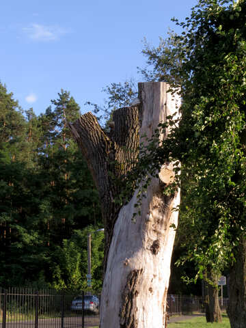 Old felled tree №36455