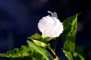 Hibiscus blanc №36944