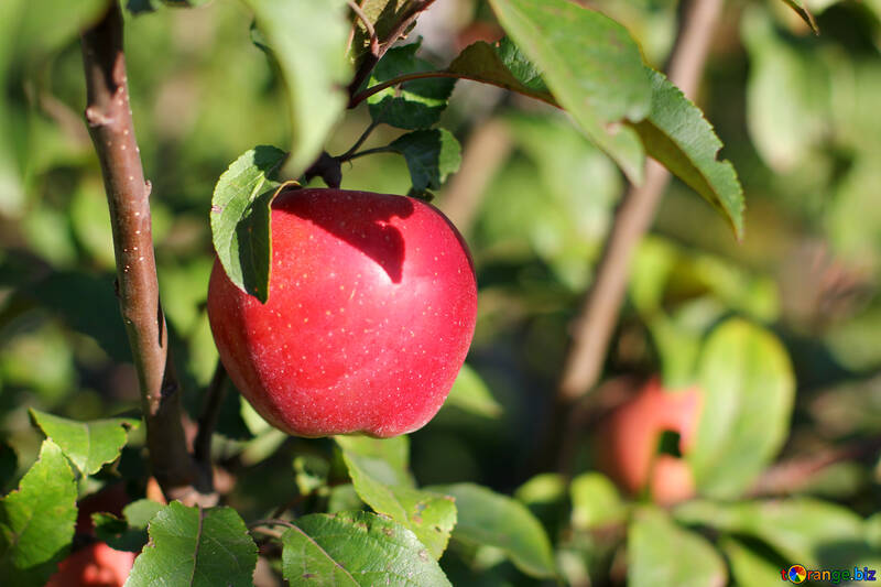 Manzana roja en árbol №36968