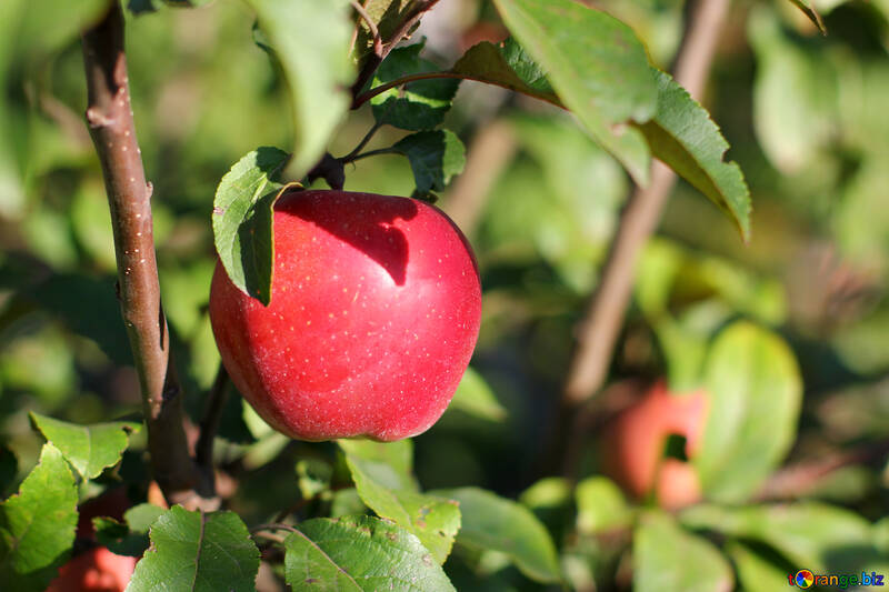 Pomme rouge sur l`arbre №36968