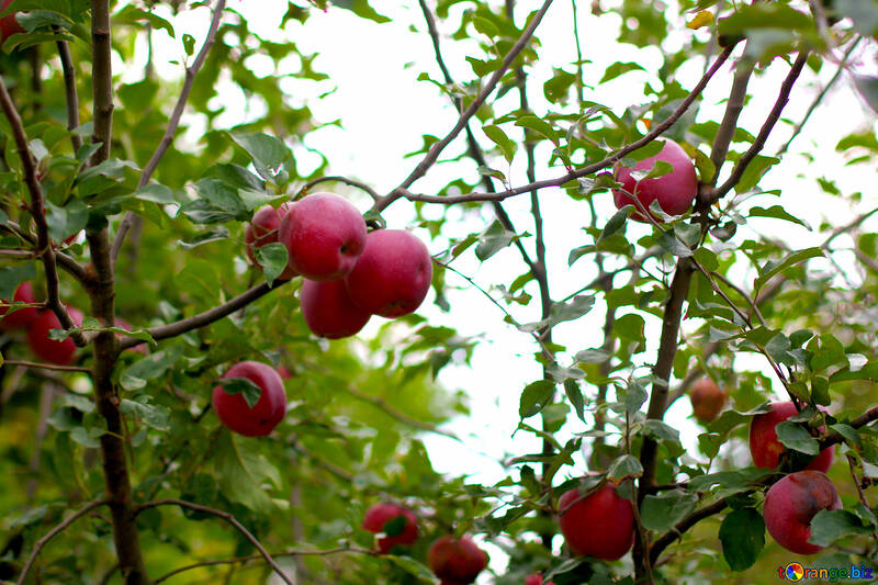 Manzanas rojas crecen en los árboles de manzana №36127