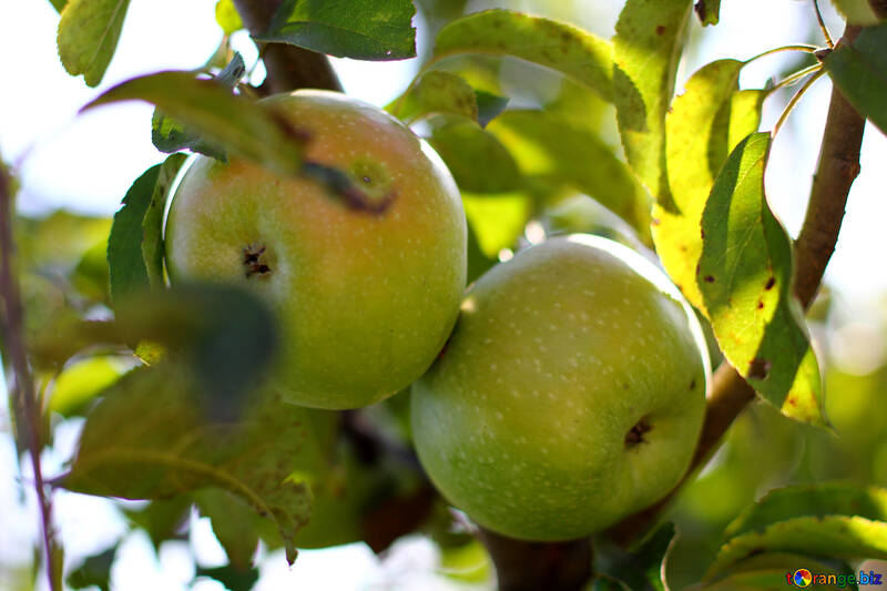 Manzanas verdes en rama №36955