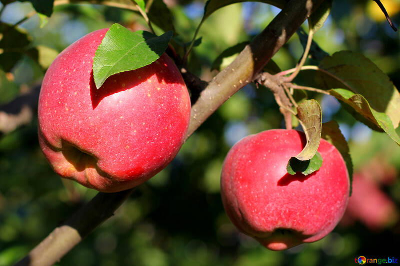 Manzanas rojas №36963