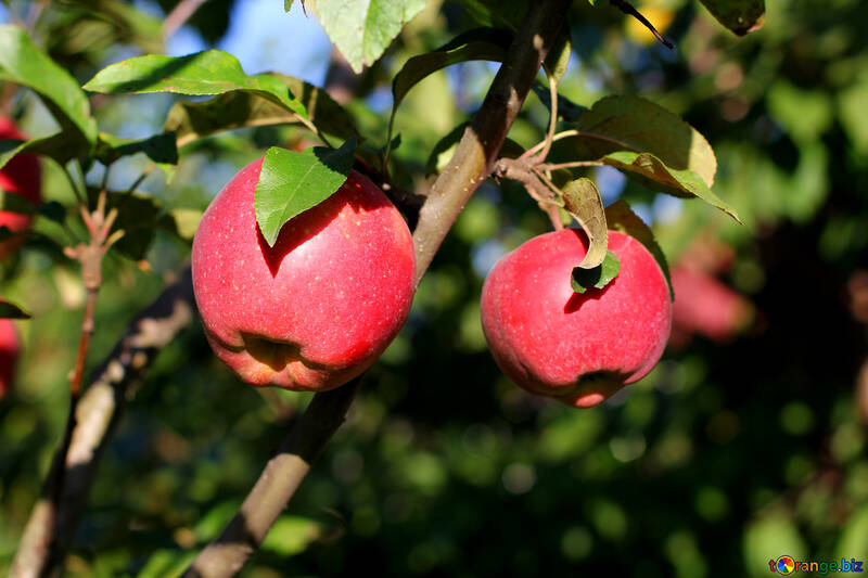 Manzanas maduras №36962