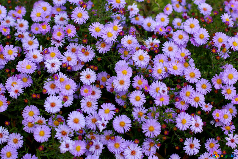 Winter asters №36157