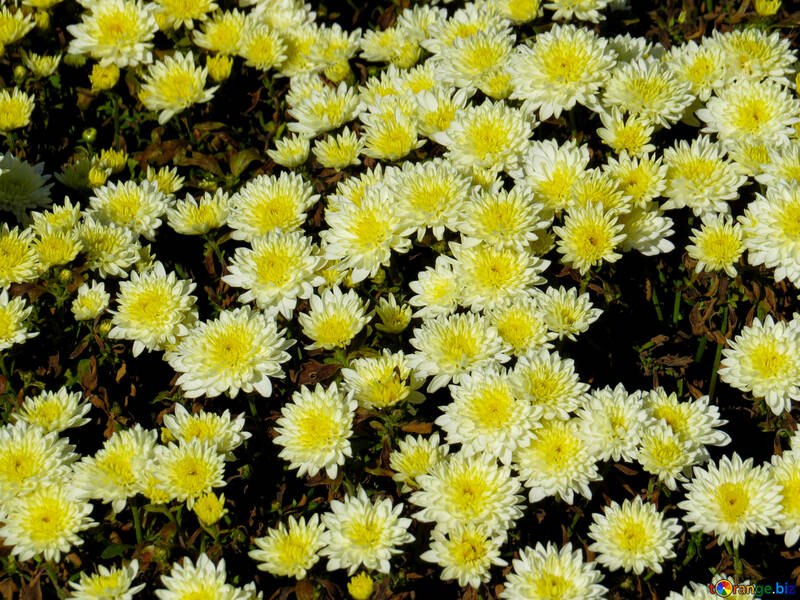 Chrysanthemums for the background №36895