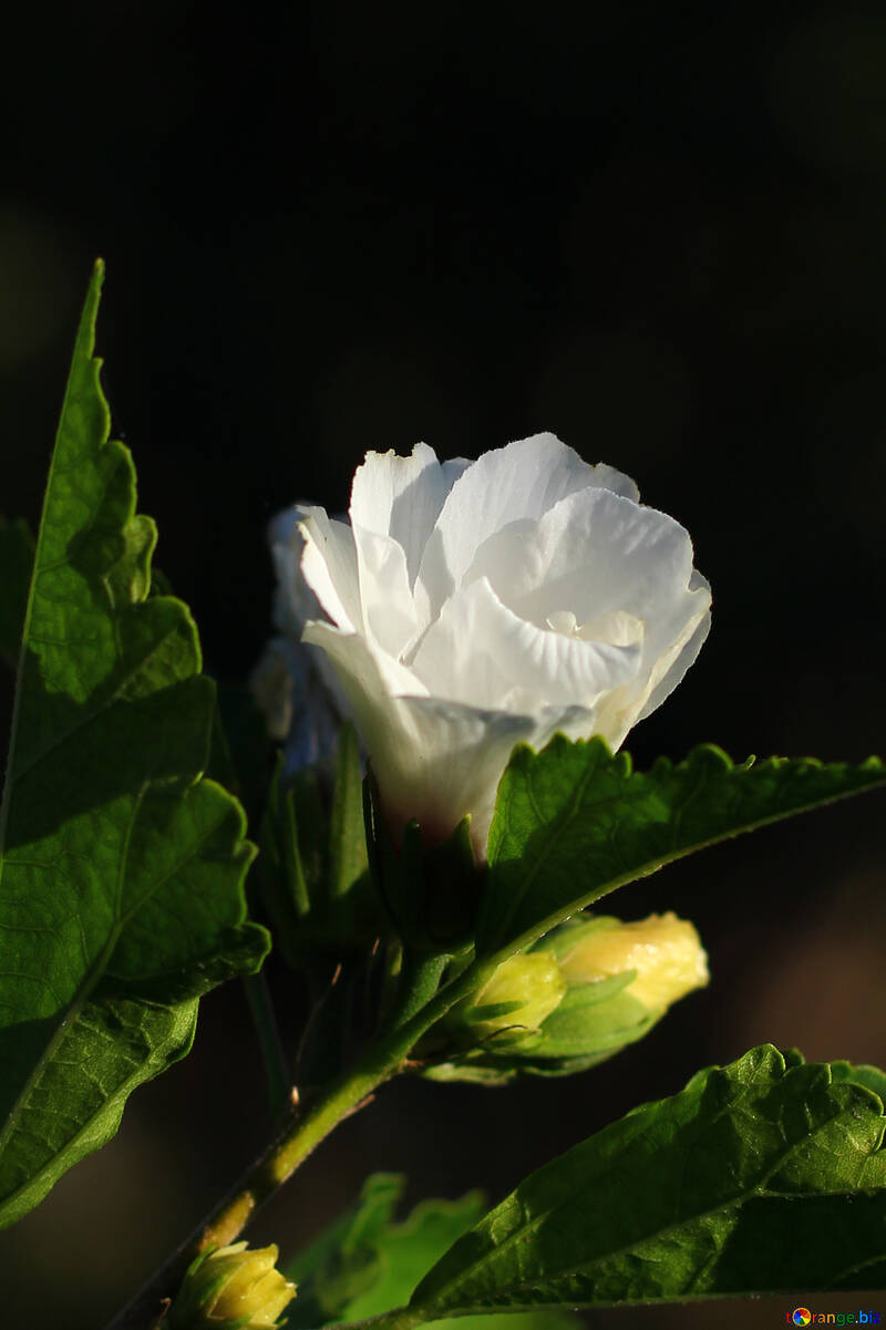 白い花と暗い背景 №36935