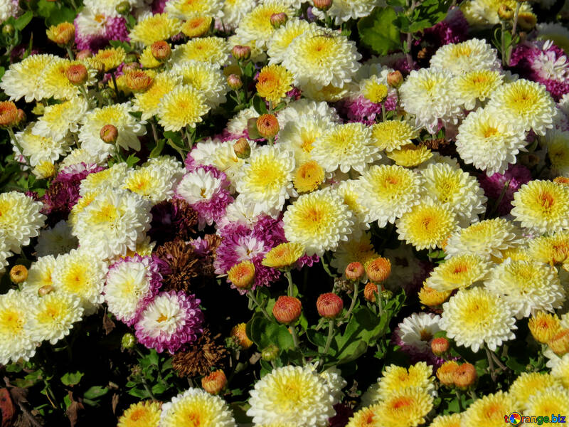 Assorted chrysanthemums №36899