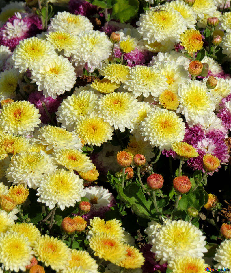 A lot of chrysanthemums №36900