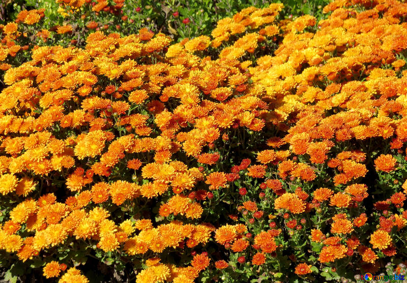 Chrysanthèmes jaunes №36914