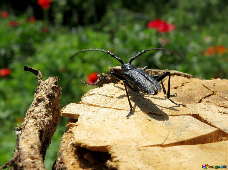 Escarabajo negro №36341
