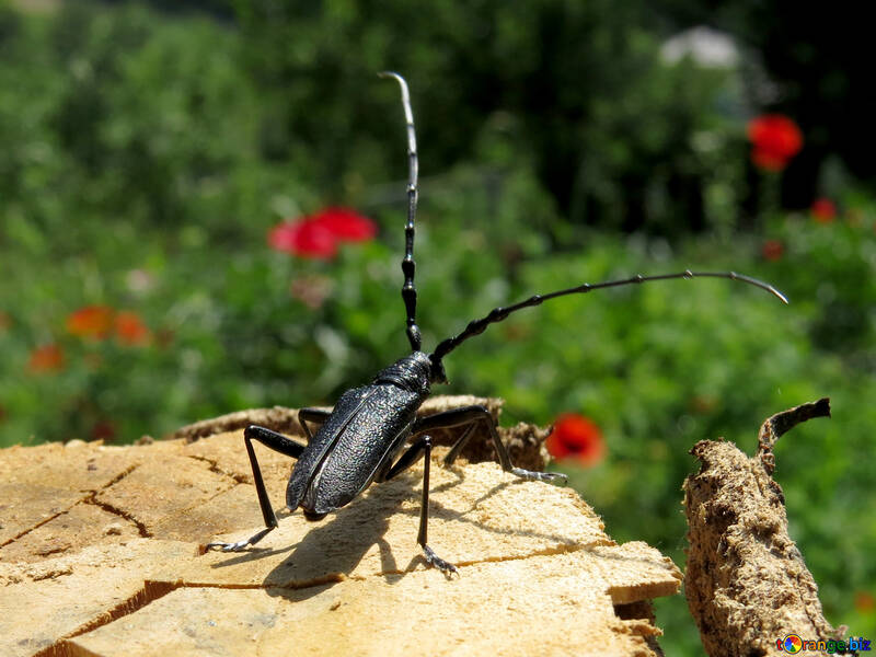 Escarabajo negro con grandes orejas №36340