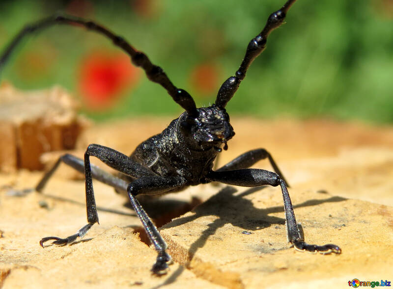 Close-up Beetle №36349