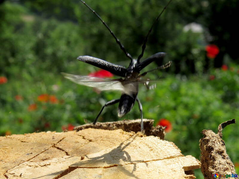 Flying beetle №36339