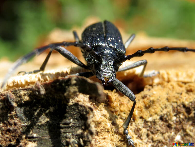 Grande scarabeo №36358