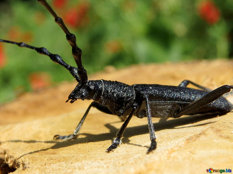 大きな黒い甲虫 №36343