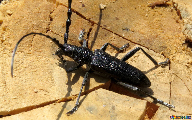 Escarabajo mystax №36364