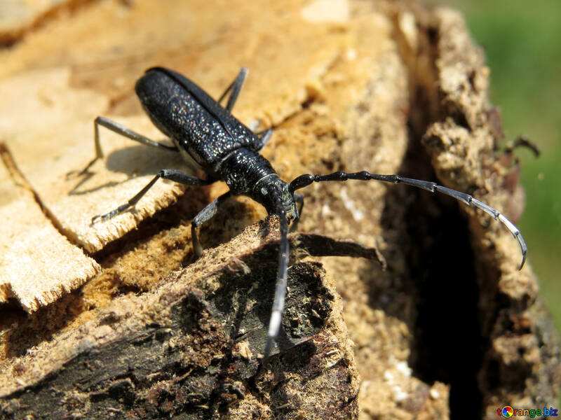 Escarabajo negro de la foto №36360