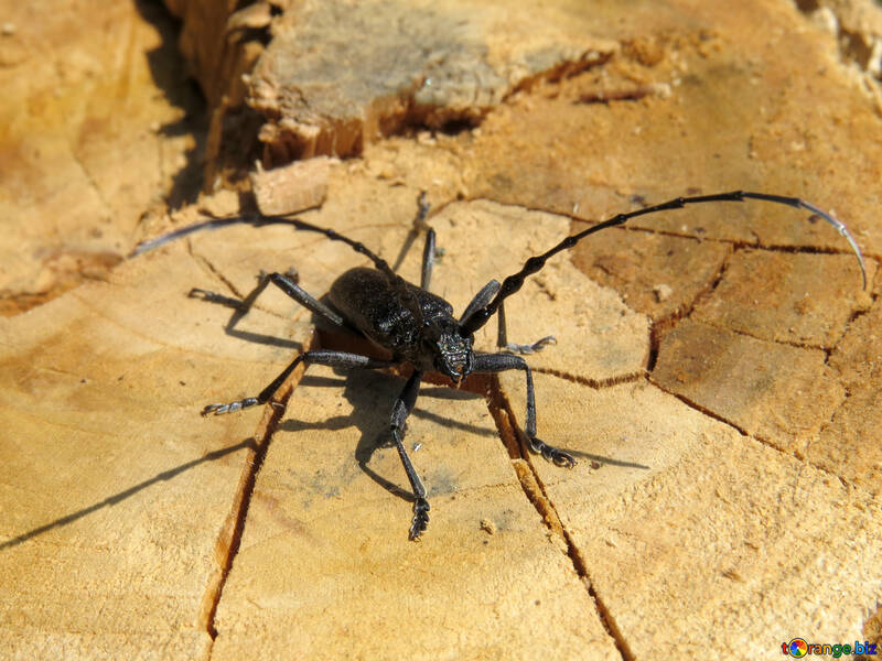 Wood beetle №36354