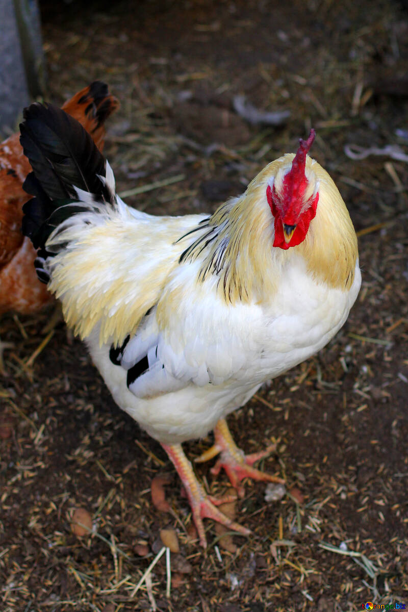 Rooster №36790