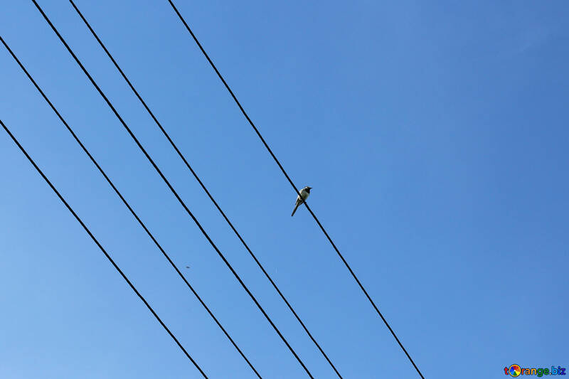 Ein kleiner Vogel sitzt an den Kabeln №36810