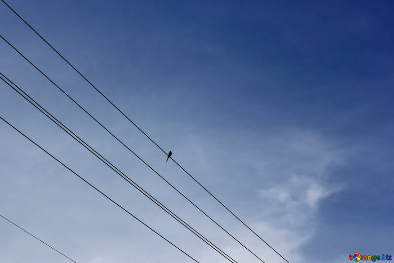 Un pequeño pájaro sentado en los cables №36811