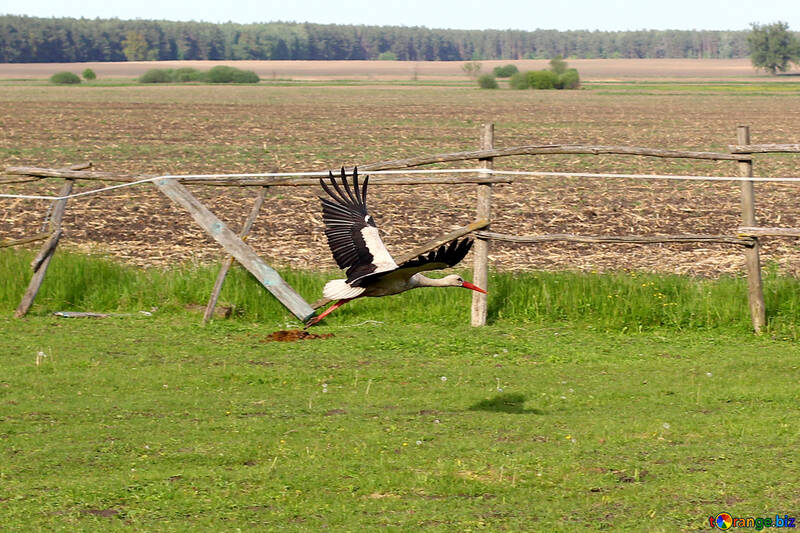 Stork takes off №36804