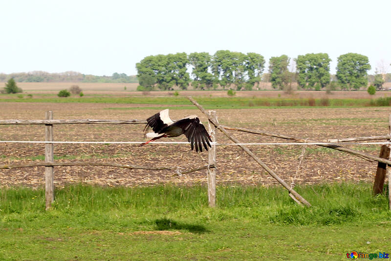 Stork in the village №36803