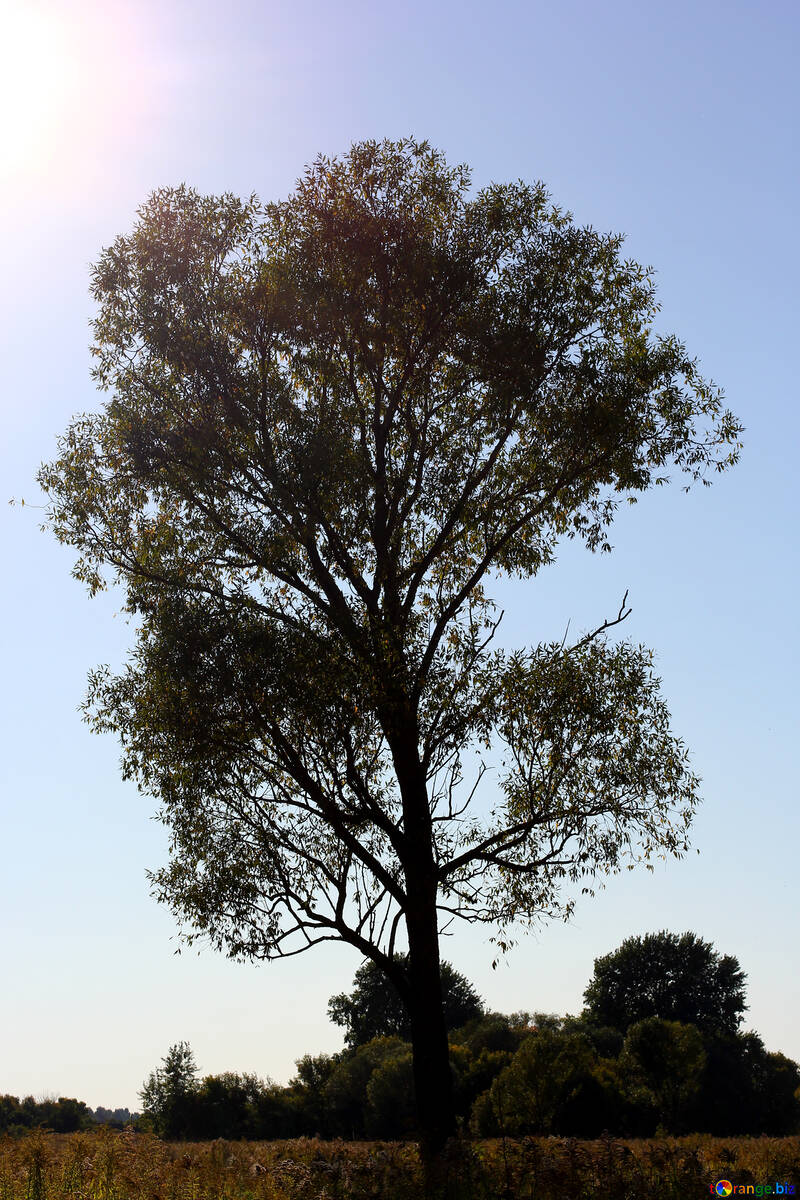 Lonely tree №36974