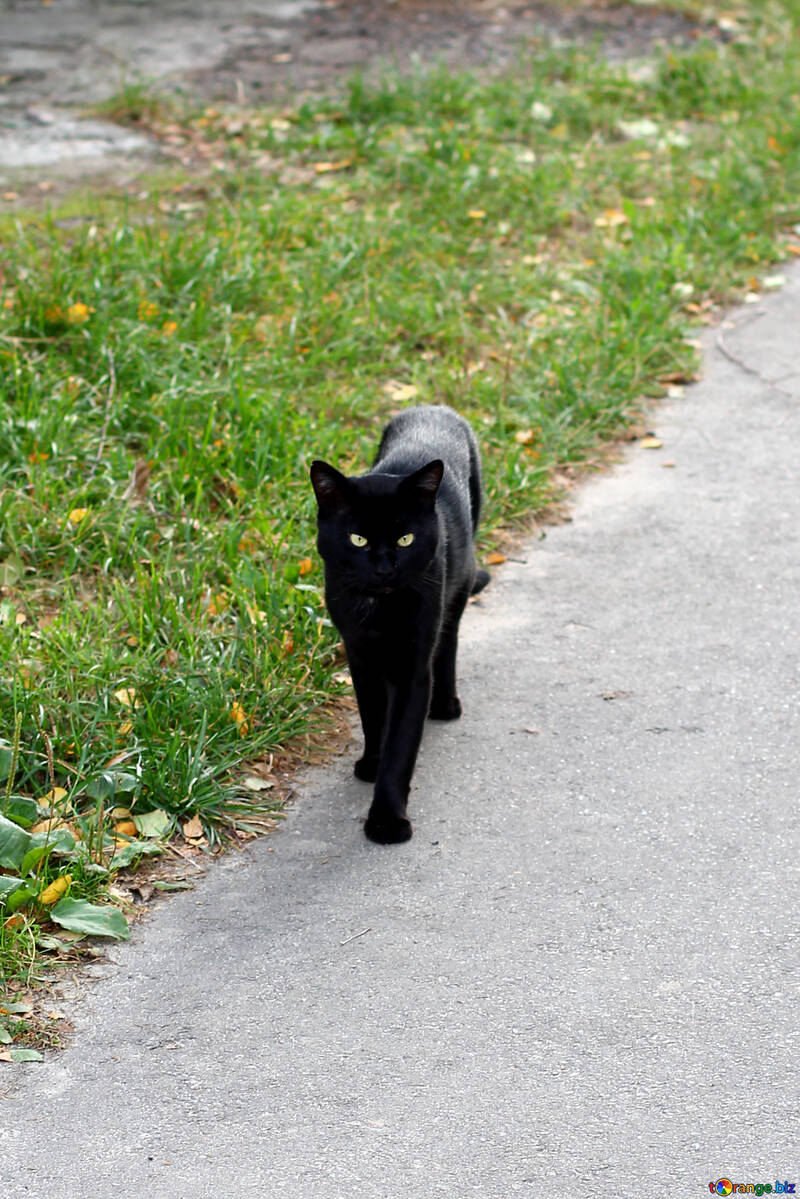 Black Cat №36144
