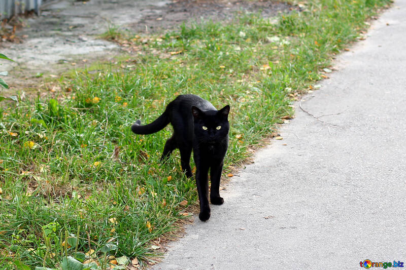 Cat black №36145