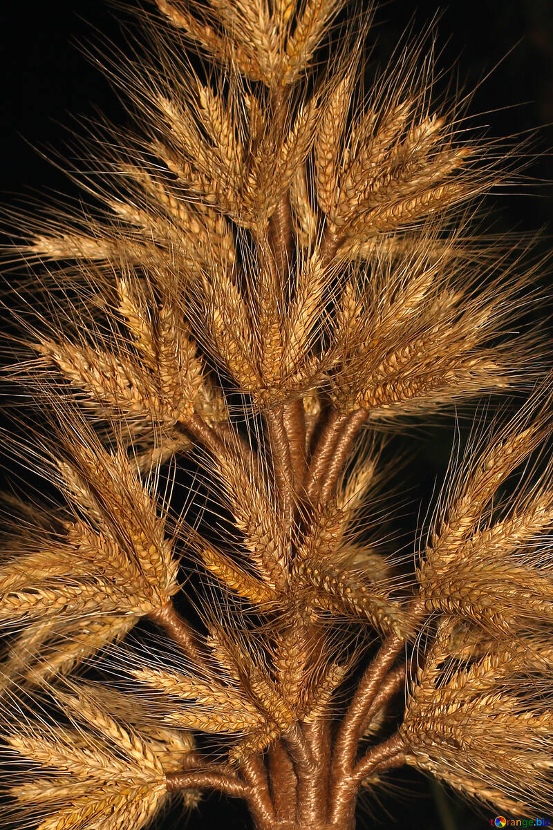 小麦の束 №36261