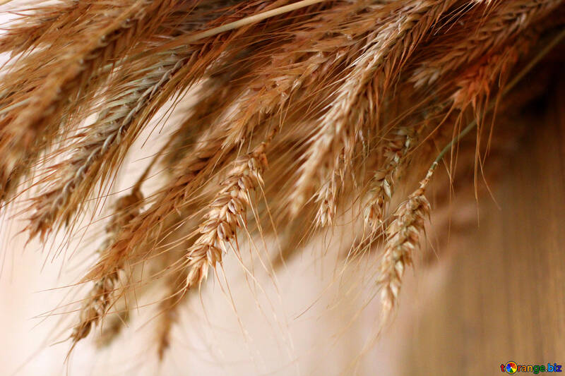 Wheat on the desktop №36257