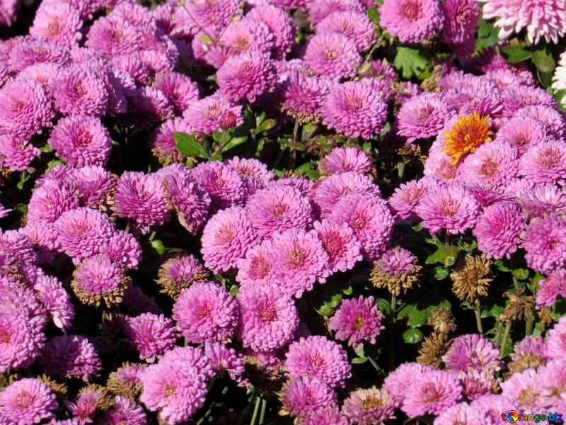 Chrysanthemum №36911