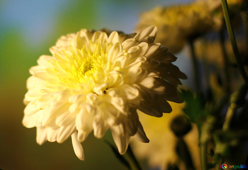 Chrysanthemum bouquet №36980